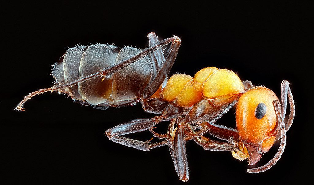 Ant Control service in Albany, NY