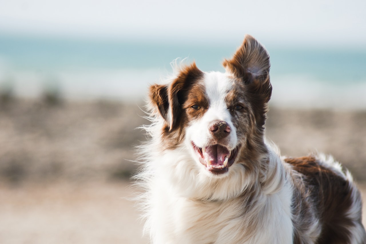 Flea & Tick Control service in Albany, NY