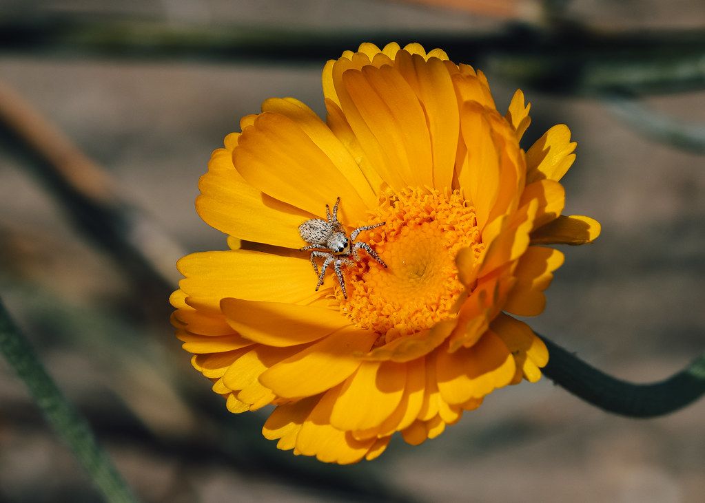 Spider Control service in Albany, NY